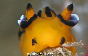 Feeding Pikachu
Northeast Coast Taiwan by Mickle Huang 